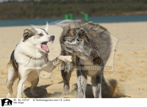 two dogs / KL-10737