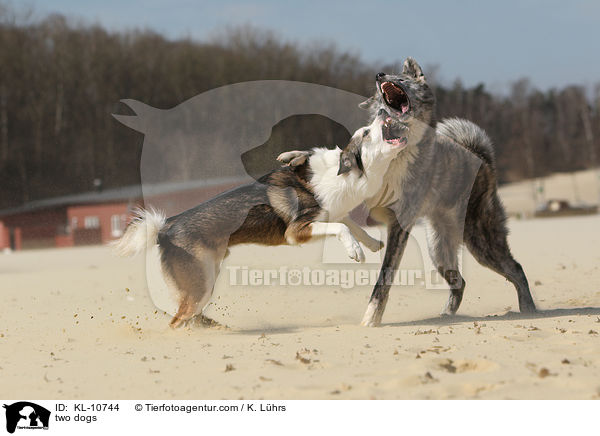 two dogs / KL-10744