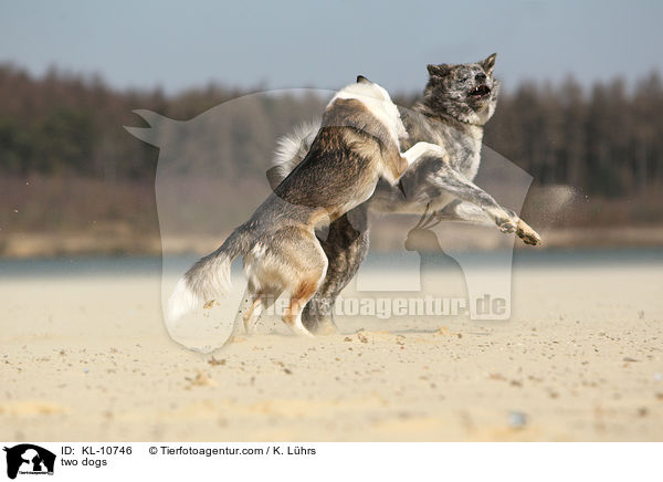 two dogs / KL-10746