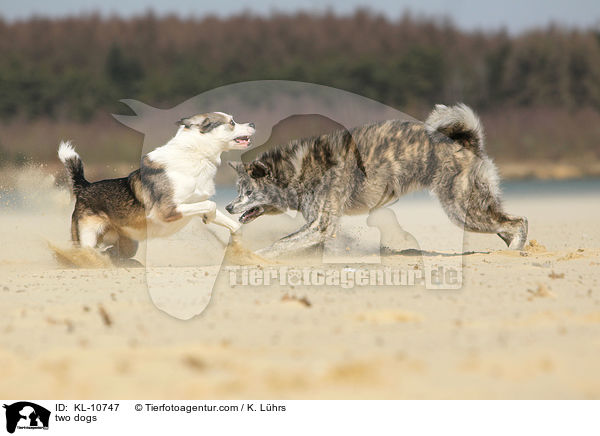 two dogs / KL-10747