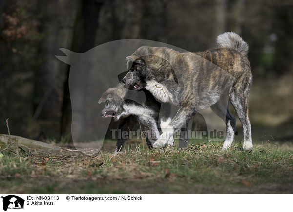 2 Akita Inus / NN-03113