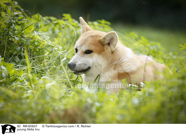 junger Akita Inu / young Akita Inu / RR-85807