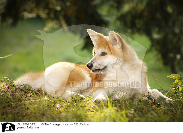 junger Akita Inu / young Akita Inu / RR-85821