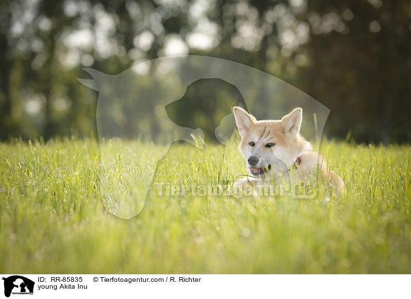 junger Akita Inu / young Akita Inu / RR-85835