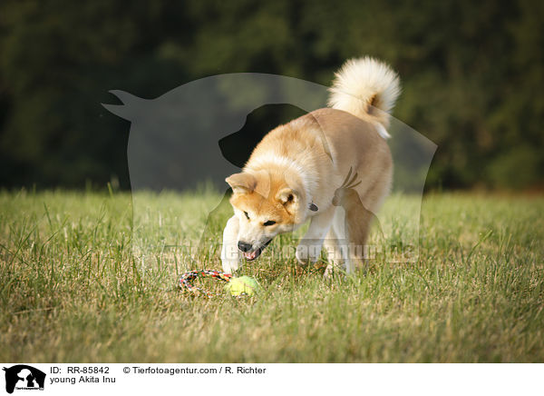 junger Akita Inu / young Akita Inu / RR-85842