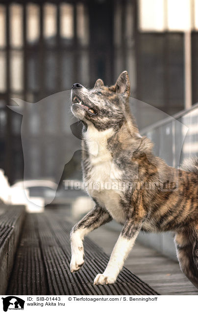 laufender Akita Inu / walking Akita Inu / SIB-01443