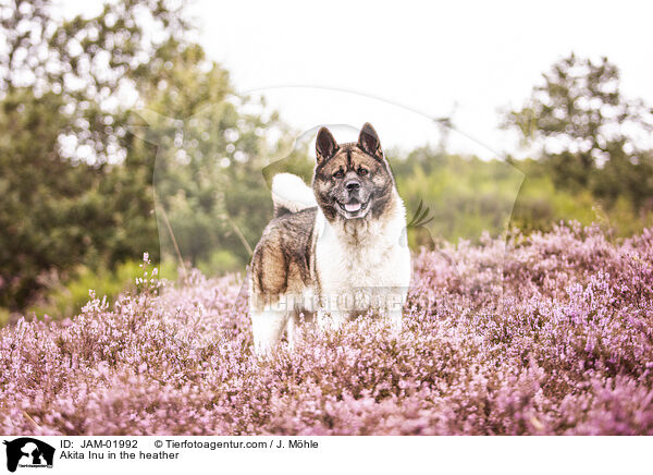 Akita Inu in der Heide / Akita Inu in the heather / JAM-01992