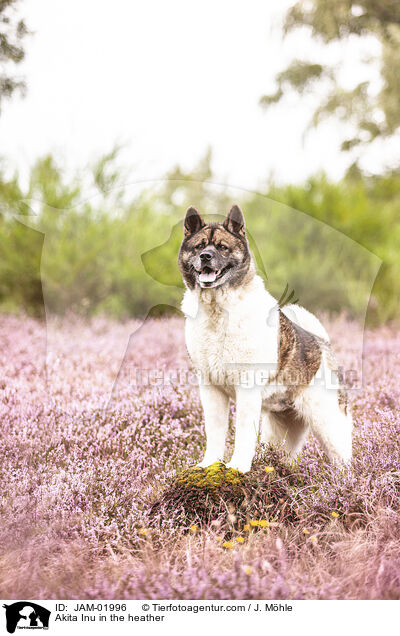 Akita Inu in der Heide / Akita Inu in the heather / JAM-01996