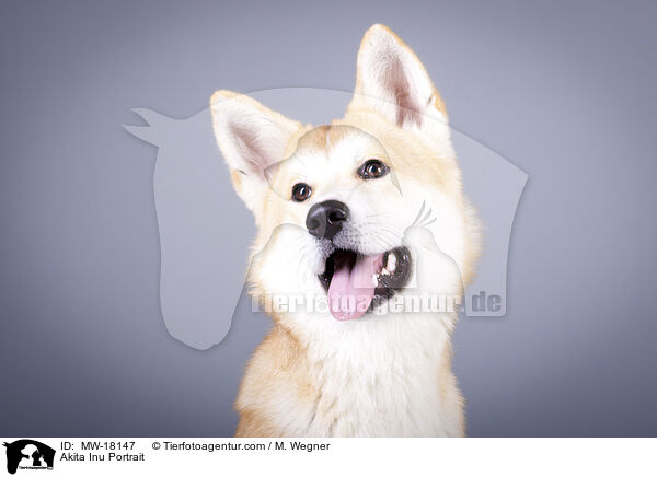 Akita Inu Portrait / Akita Inu Portrait / MW-18147