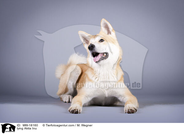 liegender Akita Inu / lying Akita Inu / MW-18160
