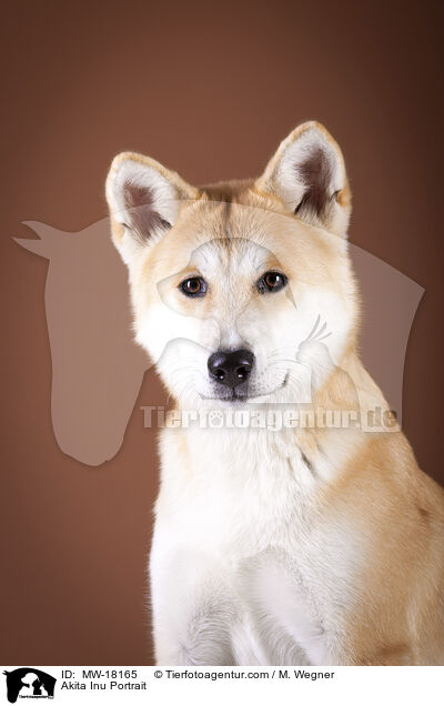 Akita Inu Portrait / Akita Inu Portrait / MW-18165