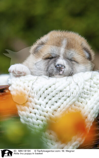 Akita Inu puppy in basket / MW-18194