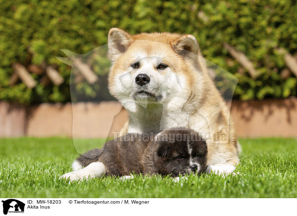 Akita Inus / Akita Inus / MW-18203
