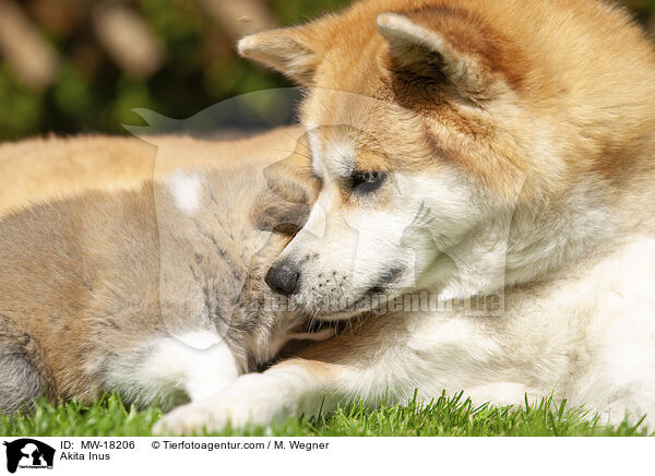 Akita Inus / Akita Inus / MW-18206