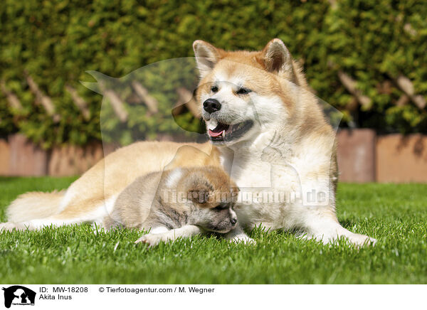Akita Inus / Akita Inus / MW-18208