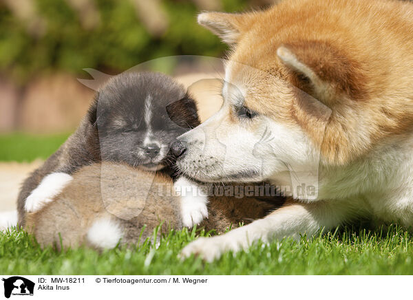 Akita Inus / Akita Inus / MW-18211