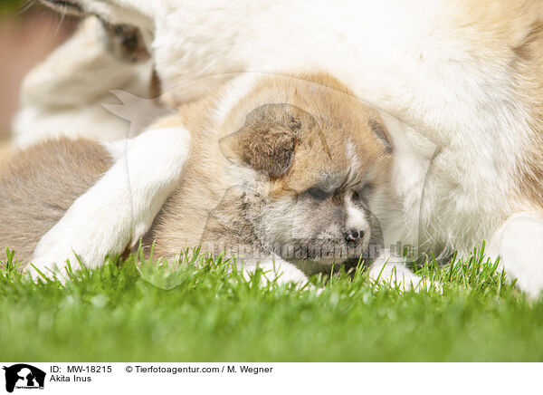 Akita Inus / Akita Inus / MW-18215