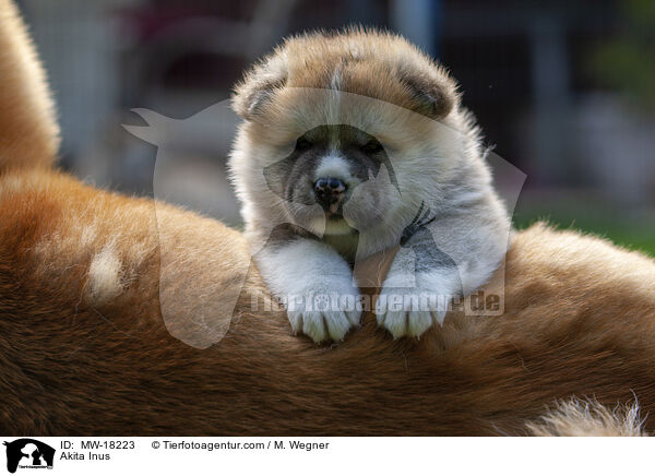 Akita Inus / Akita Inus / MW-18223
