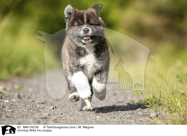 rennender Akita Inu Welpe / running Akita Inu puppy / MW-18238