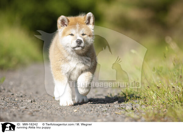 running Akita Inu puppy / MW-18242