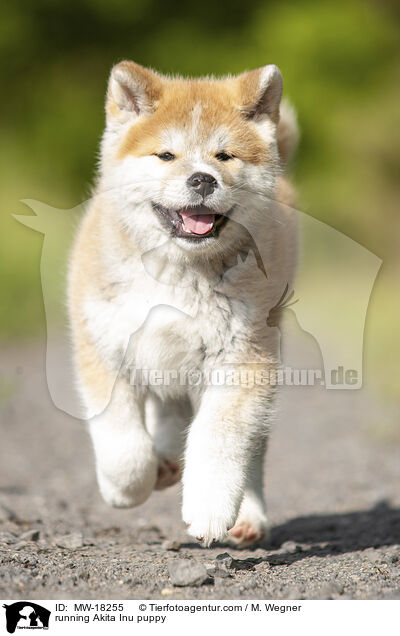 rennender Akita Inu Welpe / running Akita Inu puppy / MW-18255