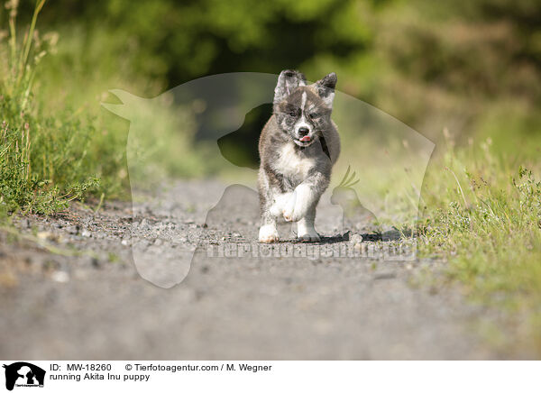 rennender Akita Inu Welpe / running Akita Inu puppy / MW-18260
