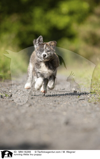rennender Akita Inu Welpe / running Akita Inu puppy / MW-18266