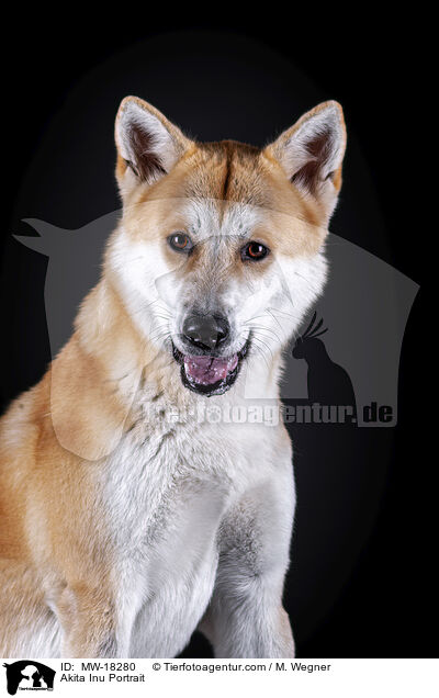 Akita Inu Portrait / Akita Inu Portrait / MW-18280