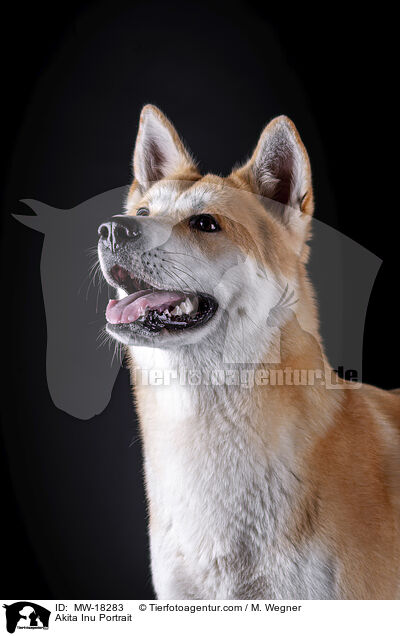 Akita Inu Portrait / Akita Inu Portrait / MW-18283