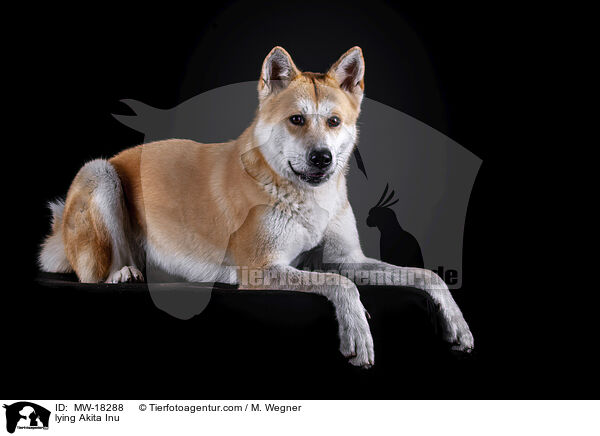liegender Akita Inu / lying Akita Inu / MW-18288