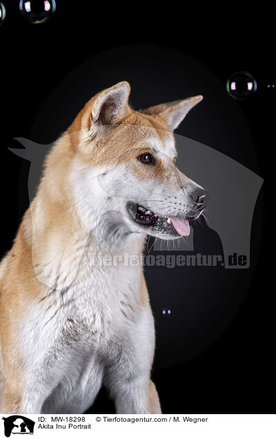 Akita Inu Portrait / Akita Inu Portrait / MW-18298