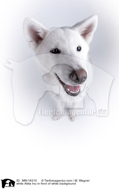 weier Akita Inu vor weiem Hintergrund / white Akita Inu in front of white background / MW-18310
