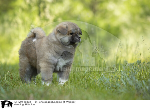 stehender Akita Inu / standing Akita Inu / MW-18332
