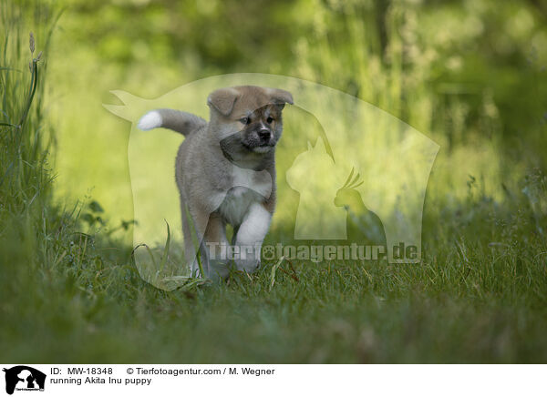 running Akita Inu puppy / MW-18348