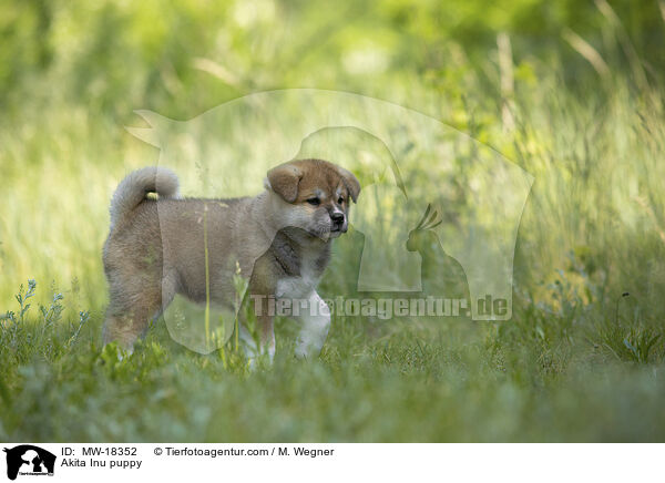 Akita Inu Welpe / Akita Inu puppy / MW-18352