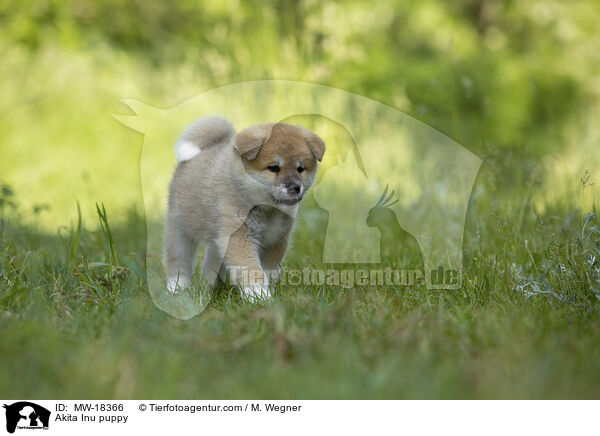 Akita Inu Welpe / Akita Inu puppy / MW-18366