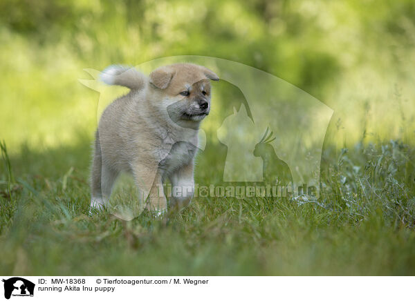 rennender Akita Inu Welpe / running Akita Inu puppy / MW-18368