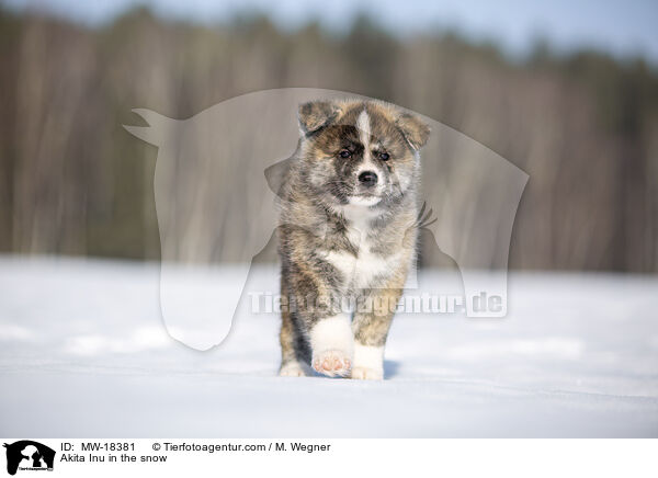 Akita Inu im Schnee / Akita Inu in the snow / MW-18381