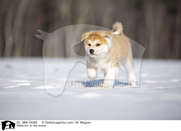 Akita Inu in the snow / MW-18385