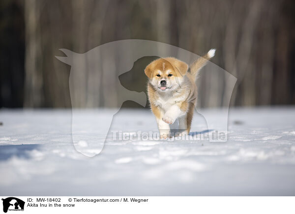 Akita Inu im Schnee / Akita Inu in the snow / MW-18402