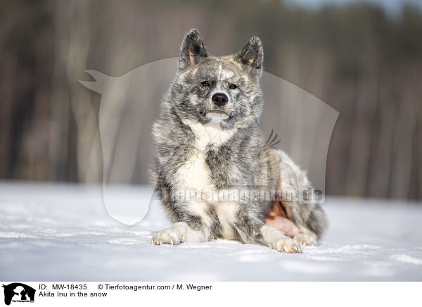 Akita Inu im Schnee / Akita Inu in the snow / MW-18435