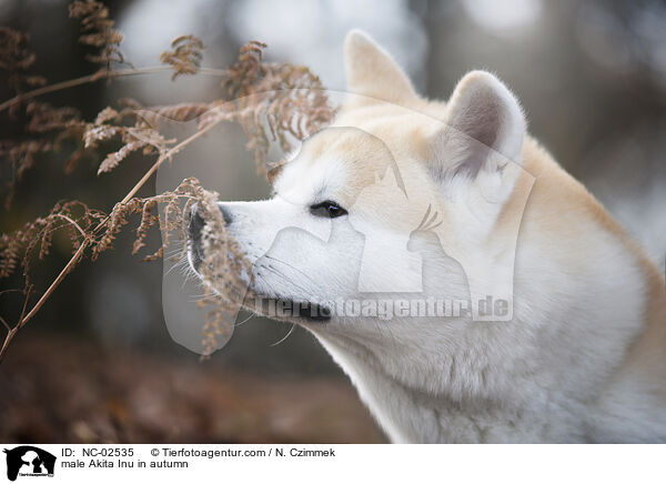 male Akita Inu in autumn / NC-02535