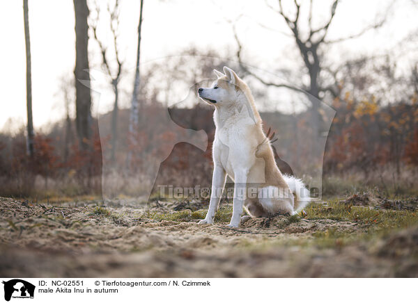Akita Inu Rde im Herbst / male Akita Inu in autumn / NC-02551