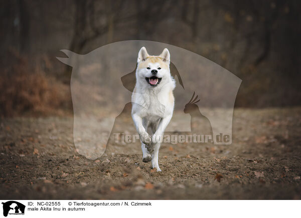 Akita Inu Rde im Herbst / male Akita Inu in autumn / NC-02555