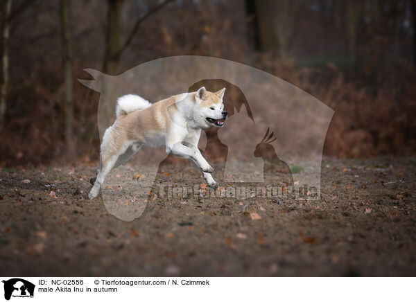 Akita Inu Rde im Herbst / male Akita Inu in autumn / NC-02556