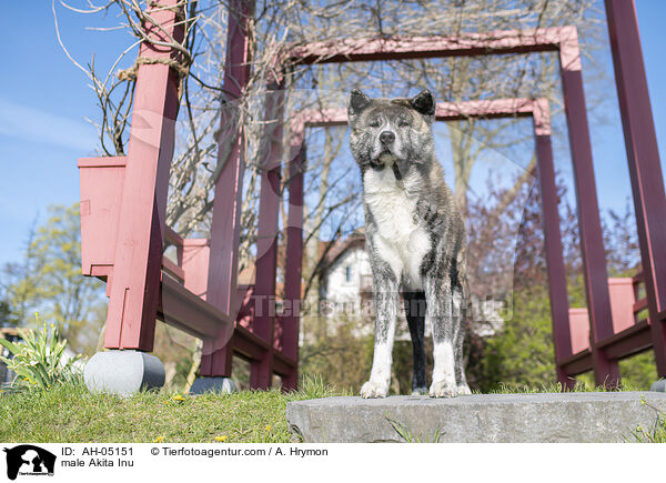 Akita Inu Rde / male Akita Inu / AH-05151