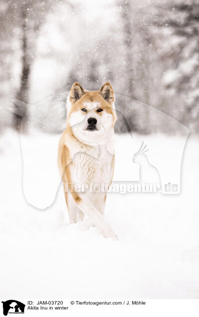 Akita Inu in winter / JAM-03720