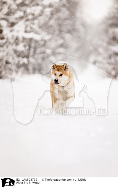 Akita Inu in winter / JAM-03735