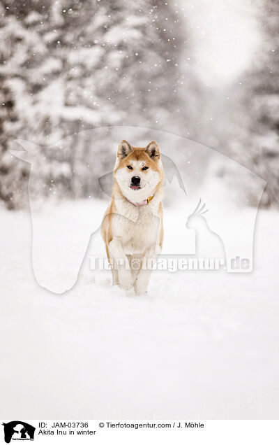 Akita Inu in winter / JAM-03736