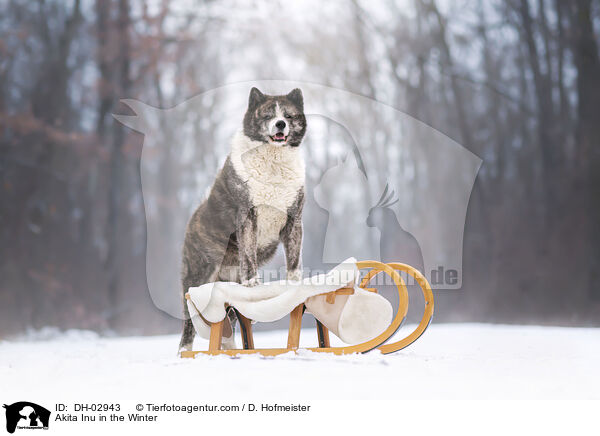 Akita Inu in Winter / Akita Inu in the Winter / DH-02943